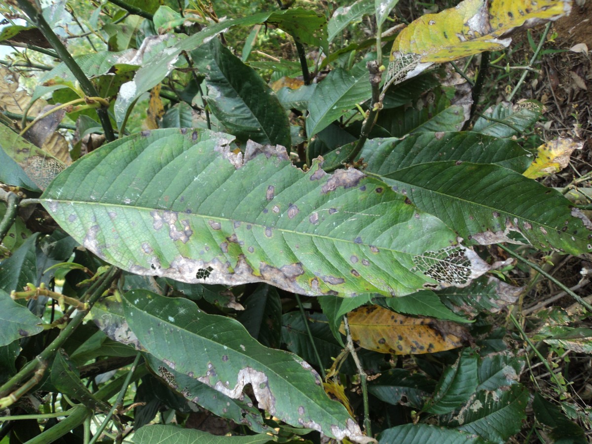 Magnolia champaca (L.) Baill. ex Pierre